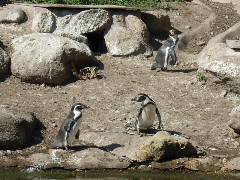 the zoological garden, young animal, Zoo, group of animals, animal wildlife, land, animals in the wild, rock, bird, vertebrate, nature, sunlight, large group of animals
