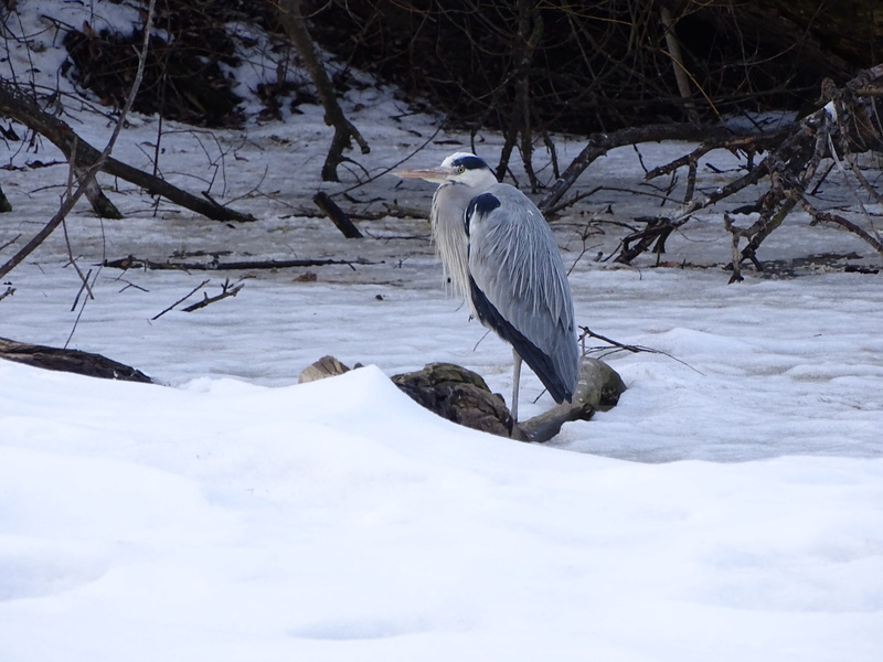 heron, large, vertebrate, no people, heron hairy, animals in the wild, snow, cold temperature, animal, heron variable, lurking, covering, the zoological garden