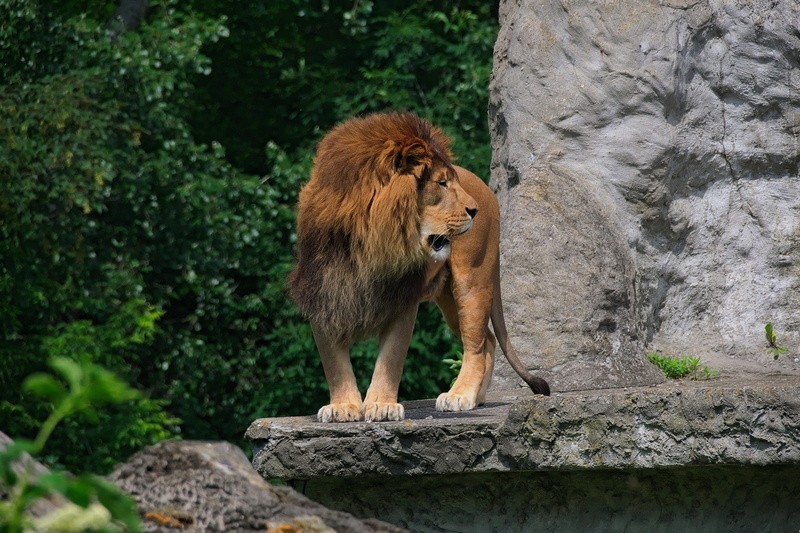 mammal, the mane, wild animals, closeup, one animal, zoo, no people, plant, lion, wild animal, feral cat, vertebrate, rock - object, animals, fauna, rock