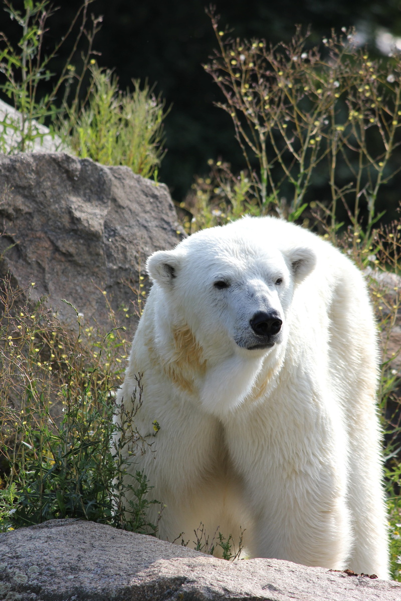 white fur, 5K, nature, sunlight, animal themes, mammal, rock, animal, solid, vertebrate, polar, day, one animal, zoological garden, domestic animals, change