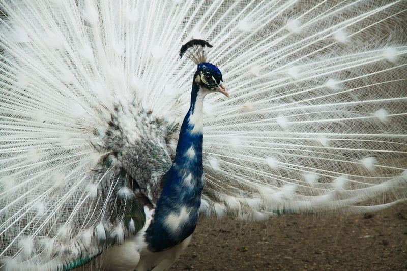 feather, white, zoo, peacock feather, elegance, no people, day, nature, zoological garden, male animal, peacocks tail, one animal, fan, closeup, peacock