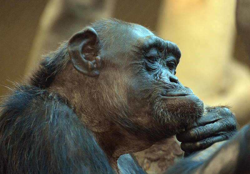 ape, 5K, the zoological garden, gorilla, primate, close-up, focus on foreground, zoo, animals in the wild, looking away, one animal, vertebrate, profile view