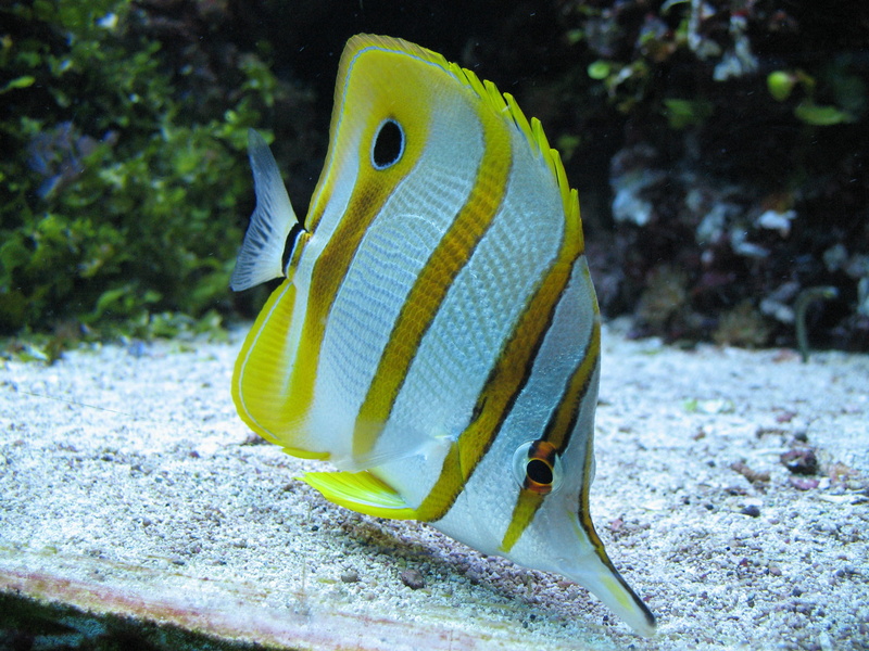 one animal, saltwater aquarium, fish, sea life, day, vertebrate, focus on foreground, undersea, animal wildlife, close-up, water, green color, marine, beauty in nature