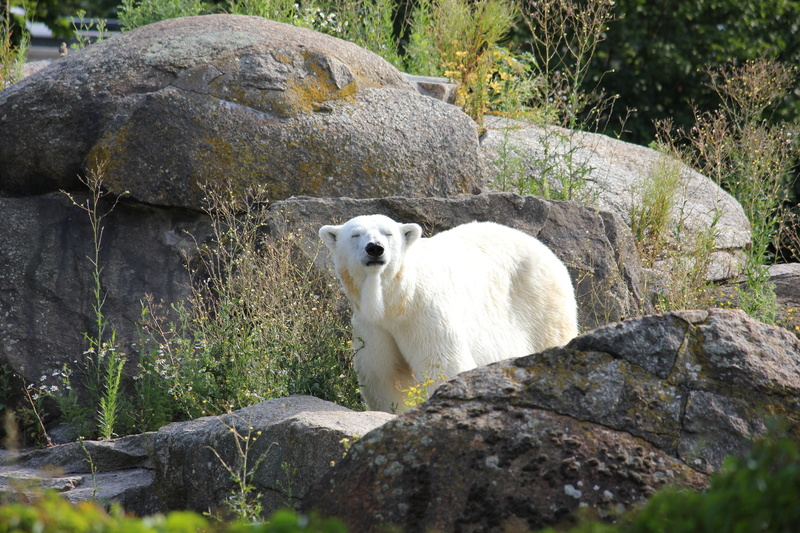 livestock, change, Polar Bear, polar, no people, white fur, Climate Change, mammal, 5K, animal themes, sheep, rock - object, bear, domestic animals, rock