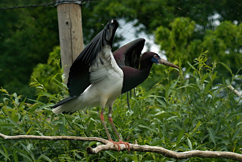 zoo enclosure, deep n, no people, 4K, bird, animals in the wild, green color, zoo, nature, growth, the zoological garden, tree, animal wildlife, outdoors