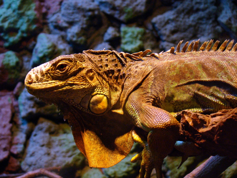 day, animal body part, terrarium, animals in the wild, terrariums, nature, animal scale, no people, wild, solid, rock, close-up, animal, animal themes