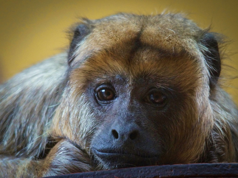 animal themes, animal, dog, zoo, bondage, mammal, depressed, monkey, sadness, cage, looking, relaxation, one animal, zoological garden, animal eye, vertebrate
