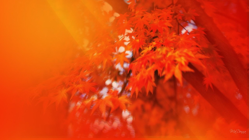 autumn, 3d and abstract, sunbeams, orange, sunshine, morning, seasons, 1080P, fall, tree, leaves, autmun