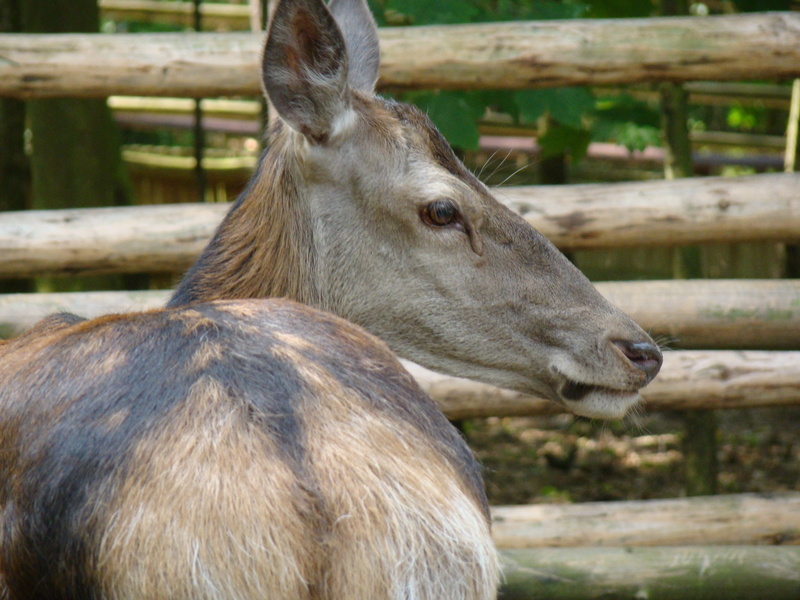 vertebrate, focus on foreground, mammal, animal wildlife, domestic animals, animal head, nature, herbivorous, outdoors, animal themes, animal body part