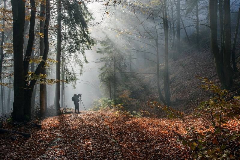 sunbeams, photographer, real people, trees, change, trunk, tranquil scene, autumn, daytime, leaves, mist, tree, tranquility, non-urban scene, fall, woodland