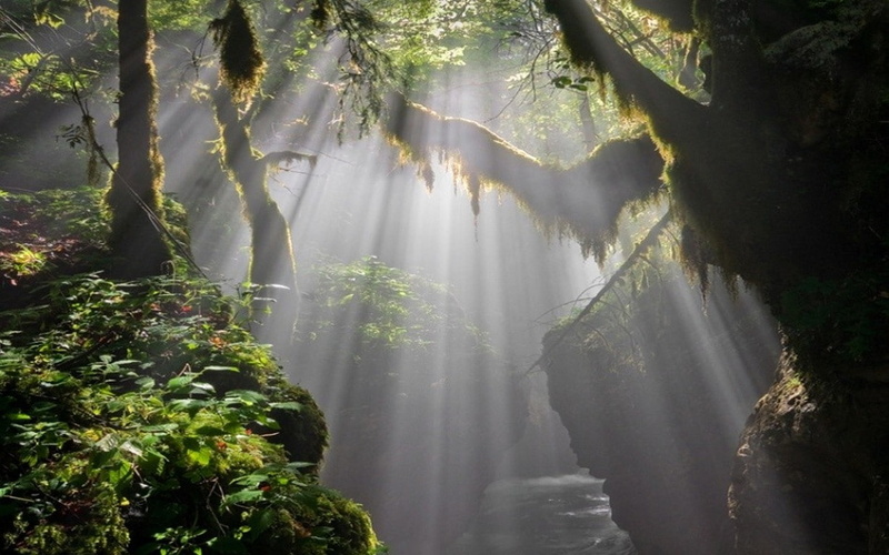 rainforest, trees, forest, no people, 480P, beauty in nature, sunlight, scenics - nature, day, sunbeam, waterfall, streaming, outdoors, nature, plant