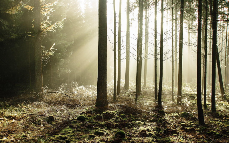 2K, nature, sunbeams, forest
