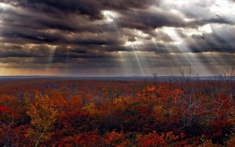 forest, sunbeams, clouds, nature and landscapes, autumn, 1080P