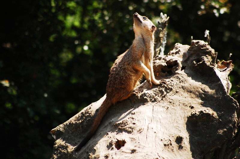 no people, one animal, savanna, zoo, animal, african animal, rodent, squirrel, tree, looks, day, focus on foreground, relaxation, plant, sunlight, branch