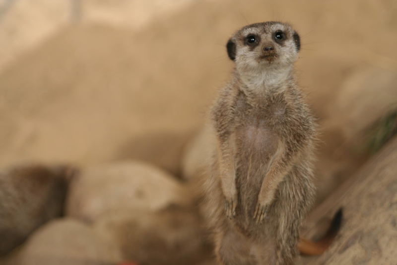 looking, looking at camera, surykatka, 2K, olive oil, portrait, mammal, standing, sitting, one animal, vertebrate, meerkat, focus on foreground, zoo, desert