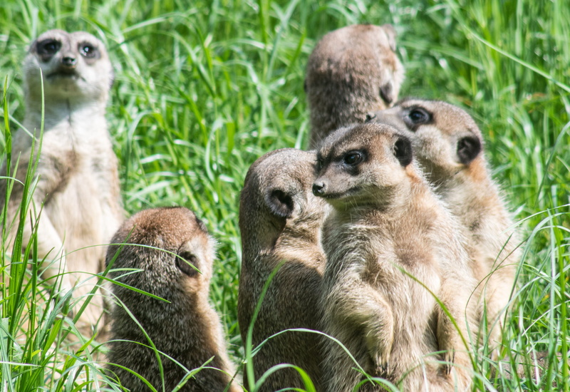 animal family, three animals, guards, group of animals, animals in the wild, animals, meerkat, day, a security guard, zoo, savanna, watch, nature, grass