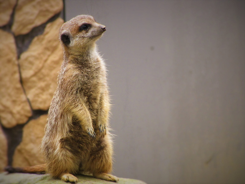 standing, vertebrate, sitting, day, nature, no people, young animal, zoo, fauna, animals in the wild, wild animal, mammal, one animal, looking, surykatka