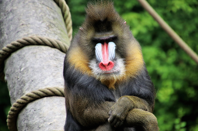 no people, portrait, mouth open, mouth, the creation of, vigilance, animals, animal body part, mammal, animals in the wild, animals in captivity, an interesting