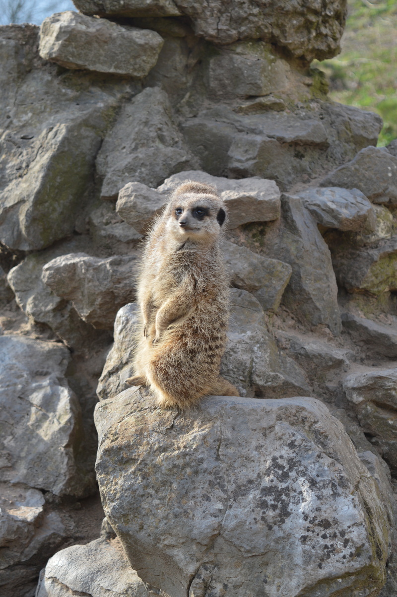 5K, zoological garden, looking, solid, zoo, no people, surykatka, animal wildlife, outdoors, animals in the wild, mammal, rock formation, meerkat, vertebrate