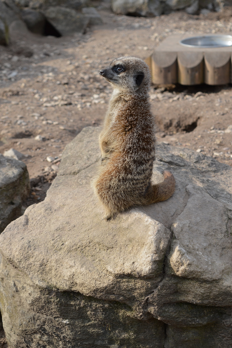day, sunlight, rock - object, animal wildlife, close-up, mammal, zoological garden, focus on foreground, animals in the wild, rock, outdoors, cute, solid