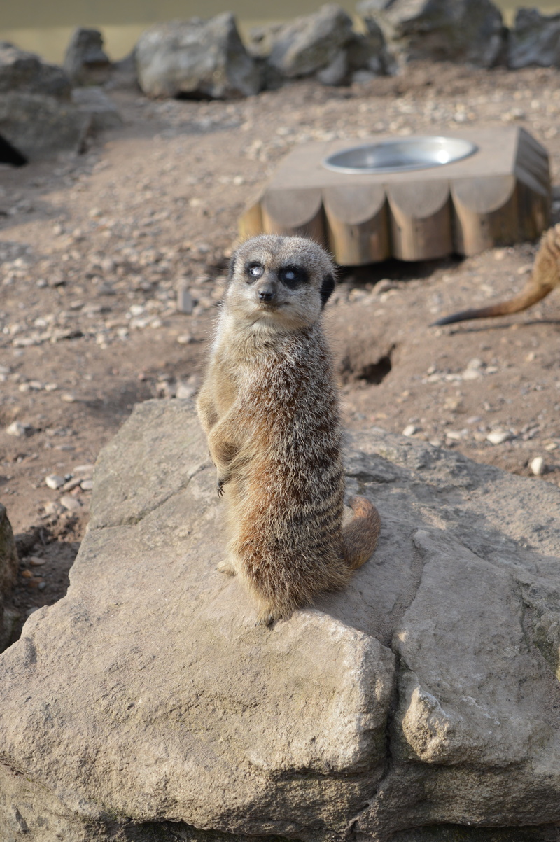 focus on foreground, land, vertebrate, outdoors, animal, one animal, pet, animals in the wild, 5K, nature, animal themes, solid, zoological garden, surykatka