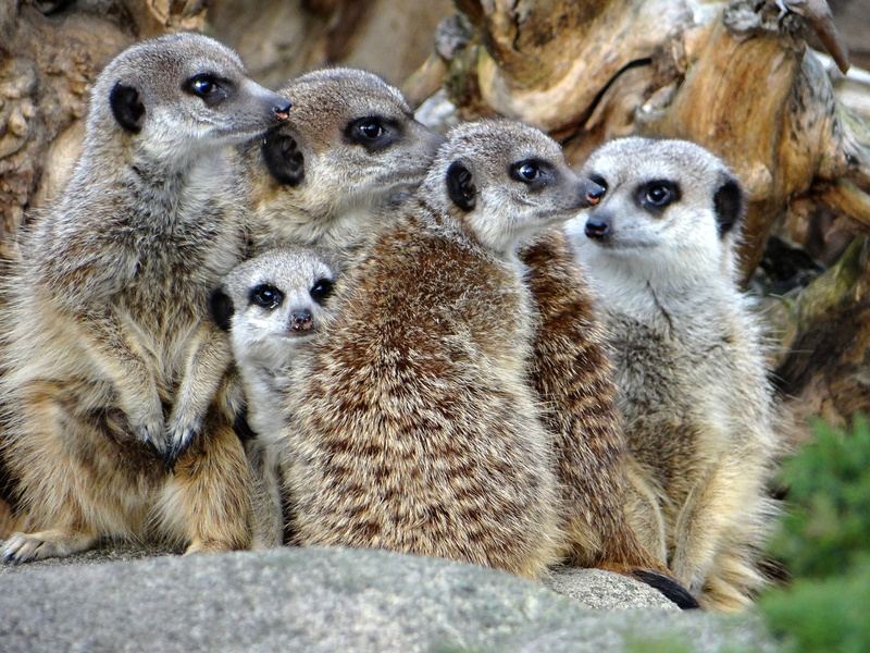 sitting, meerkats, three animals, vertebrate, animal wildlife, meerkat, animal themes, surykatka, fauna, animal family, watch, animals in the wild, animals