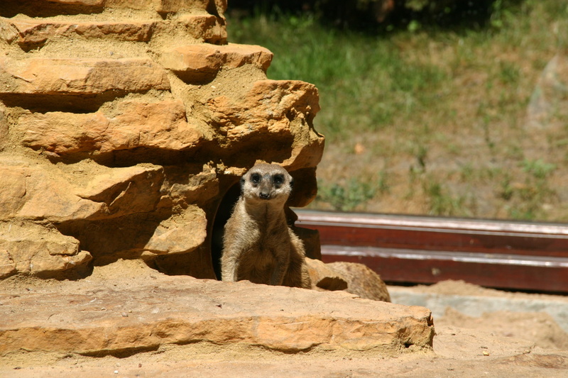 nature, mammal, outdoors, one animal, animal themes, day, Animal, rock - object, sunlight, solid, vertebrate, no people, meerkat, 2K, surykatka, sitting