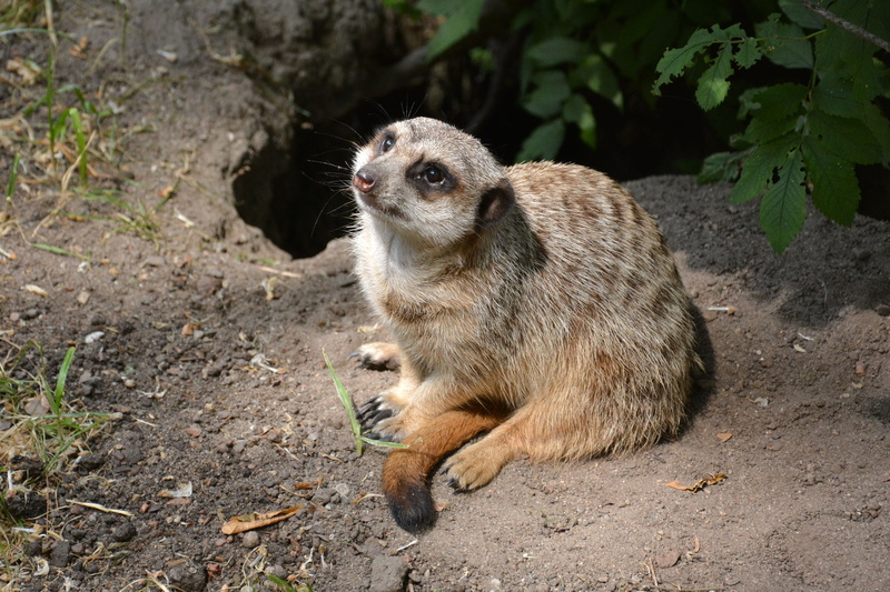portrait, close-up, vertebrate, full length, looking away, meerkat, mammal, zoological garden, nature, animal wildlife, animals in the wild, zoo, rodent