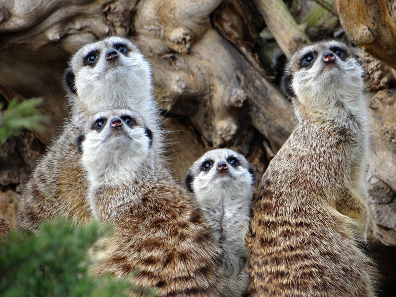 nature, 4K, focus on foreground, meerkats, surykatka, looks, sitting, close-up, guards, animals, animal, animal themes, group of animals, legged, watch