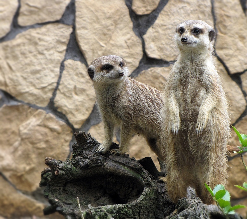 looking, standing, surykatka, meerkats, solid, nature, day, mammal, rock, animal themes, focus on foreground, meerkat, animals, alertness, animal wildlife
