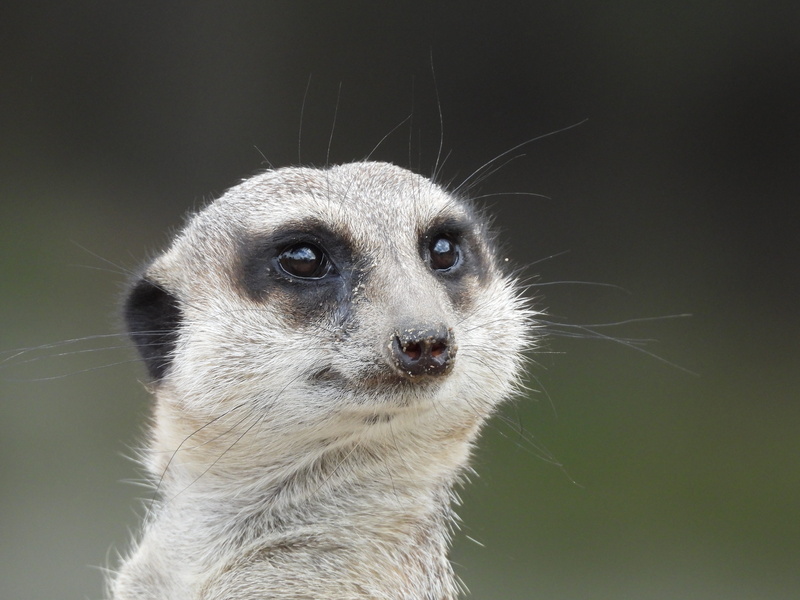 mammal, animal head, sweet, animals in the wild, looking, animals, close-up, day, meercat, meerkat, surykatka, animal themes, looking away, vertebrate