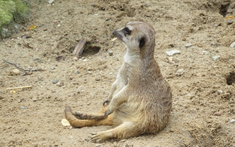 day, meerkat, outdoors, baboon, animal head, one animal, no people, vertebrate, animal wildlife, nature, animal themes, animals in the wild, looking, sitting
