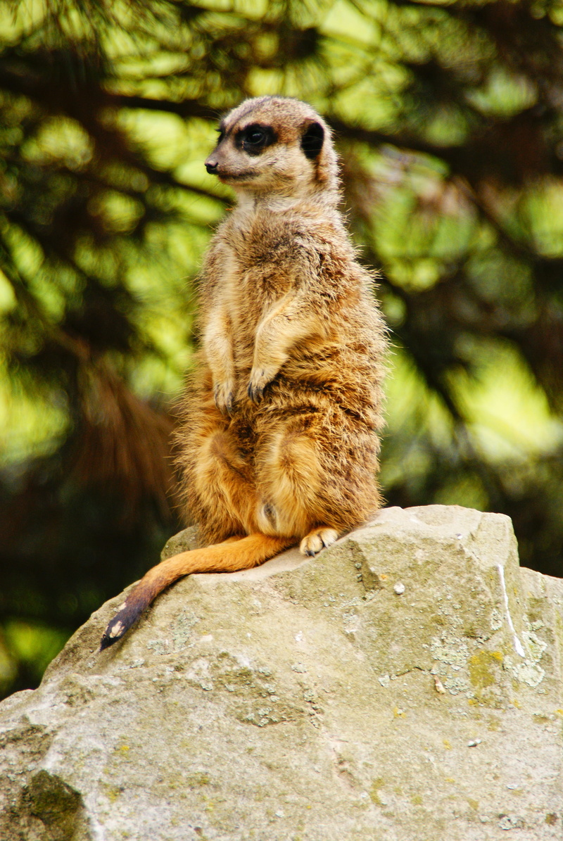 looking away, animals in captivity, meerkats, day, african animal, sitting, guards, rock - object, surykatka, good Posture, vertebrate, one animal, 4K