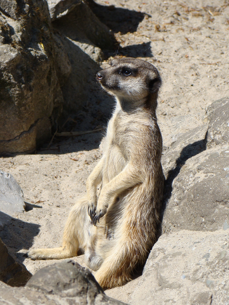meerkat, looking, animal wildlife, surykatka, animal themes, animal, mammal, sunlight, wild animals, 2K, meerkats, rock, no people, solid, animals, zoo