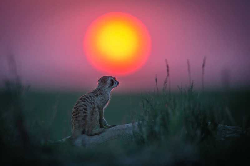 meerkats, 1080P, Sun, animals, depth of field