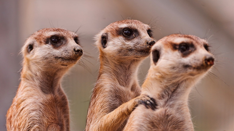 meerkat, cute, ferrets, mongoose, mammal, focus on foreground, group of animals, two animals, meerkats, animal wildlife, customized, snout, brown, animal