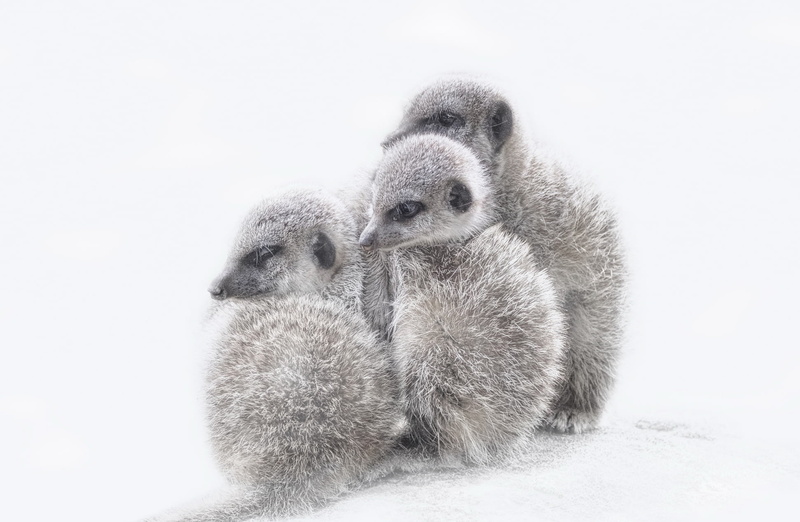 winter, protection, animal wildlife, animal, togetherness, cute, animals in the wild, care, no people, cold temperature, animal family, group of animals