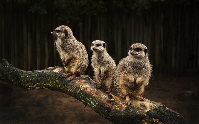 animals, branch, trees, meerkats, 2K