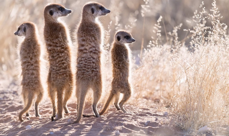 Wildlife, Baby Animal, Meerkat, 1080P, Animal