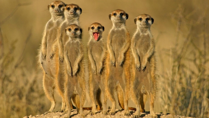 front view, suricatta, suricata, alertness, nature, 1080P, animals, wildlife, wild, animals in the wild, vertebrate, animal, looking at camera, animal family