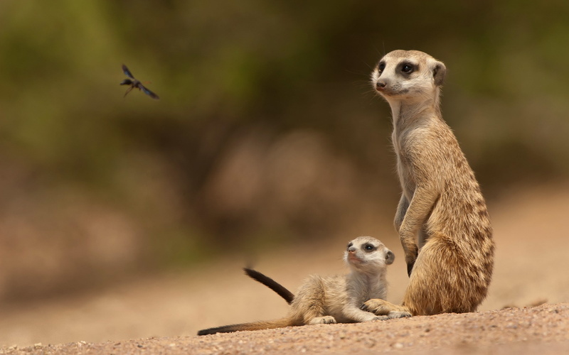 2K, meerkats