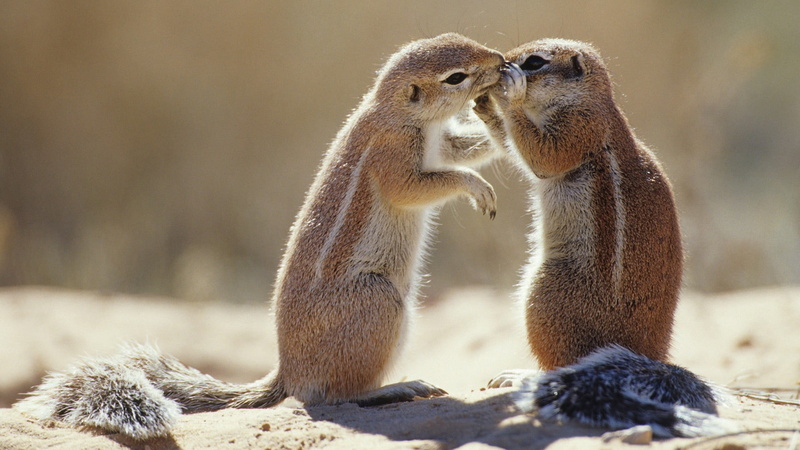 young animal, day, no people, profile view, animal wildlife, chipmunks, mammal, focus on foreground, animals in the wild, squirrels, 1080P, cute, outdoors