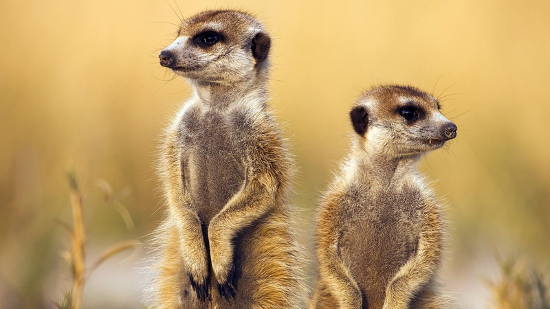 standing, vertebrate, meerkat, animal, guarding, small, whiskers, fauna, cute, young animal, wildlife, protection, animals in the wild, mammal, nature