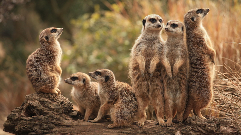 a lot, company, 4K, meerkat, group, stand, animals, nature, meerkats