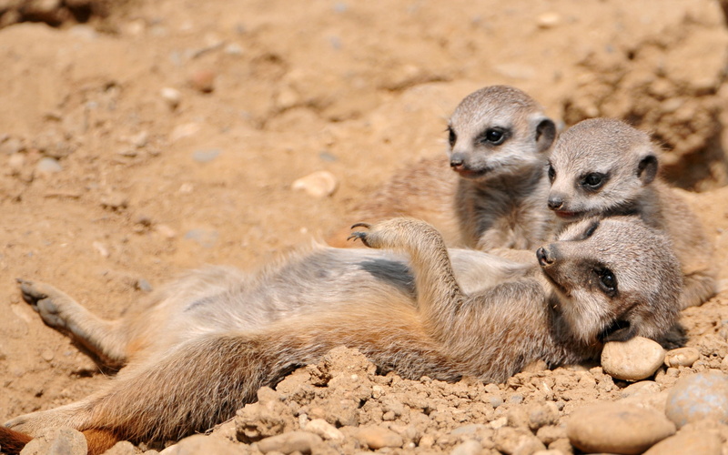 family, three, young Animal, animal wildlife, looking, africa, animal, vertebrate, no people, cute, small, snout, meerkats, zoo, desert, outdoors, mongoose