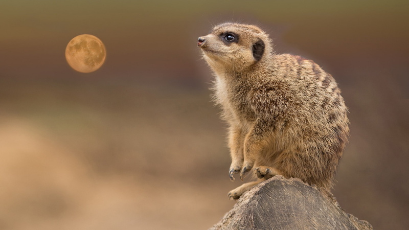 went to the moon to look at, background, predatory, meerkat, wildlife, 1080P, stump, animal, face, pose, the moon