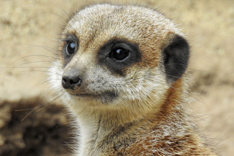 portrait, nature, looking, snout, day, vigilant, one animal, whisker, no people, mammal, focus on foreground, cute, guard, animal, animal body part, zoo