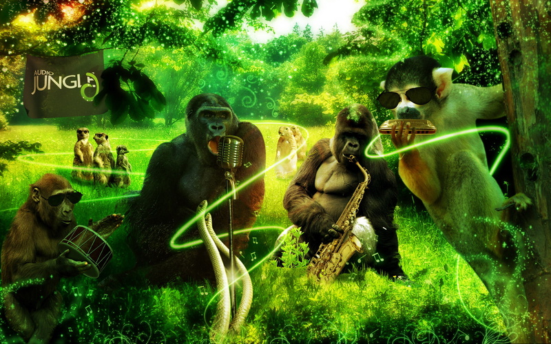 music, animals, gorilla, monkey, 1080P, art, meerkat, jungle
