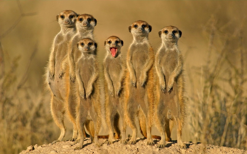 win, 1080P, meerkats, friends, desert, smile, animals