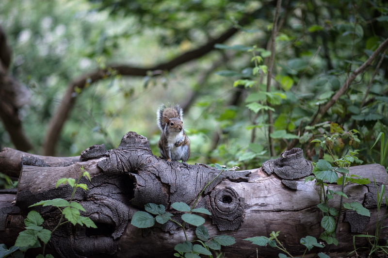 outdoors, primate, plant part, brown, cute, mammal, 4K, forest, animal themes, one animal, day, trunk, wildlife, land, tree, no people, relaxation, nature